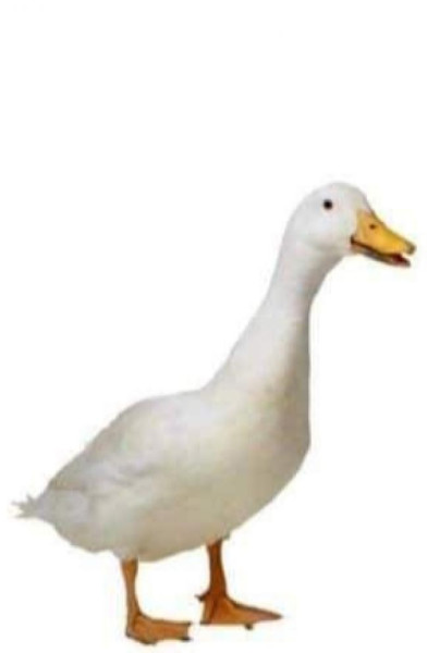 Duckdaddy227