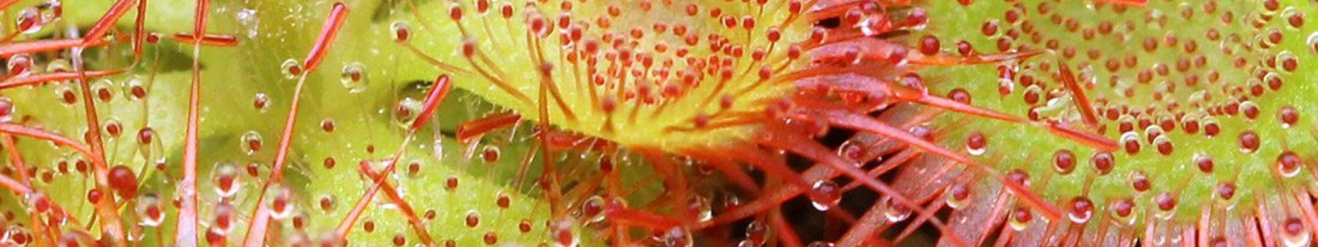 Background Drosera