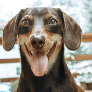 Bodhi the TX Dachshund