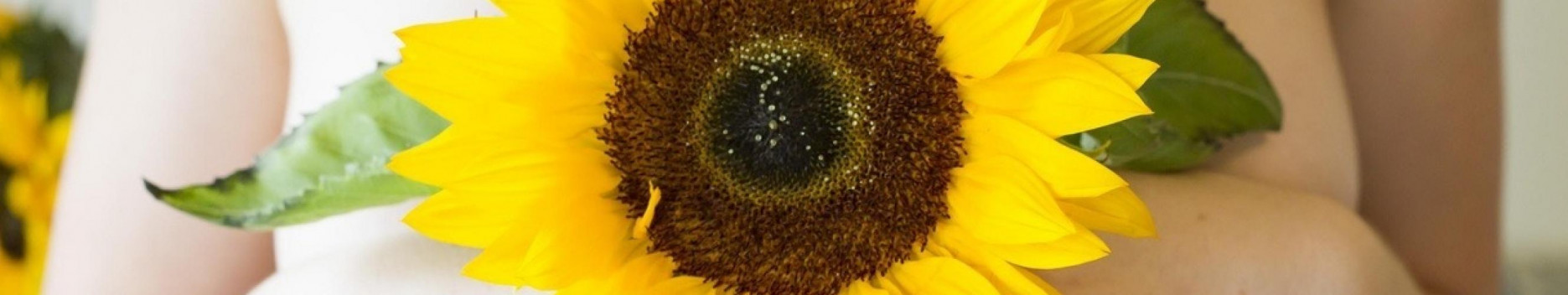 Background Sunflower