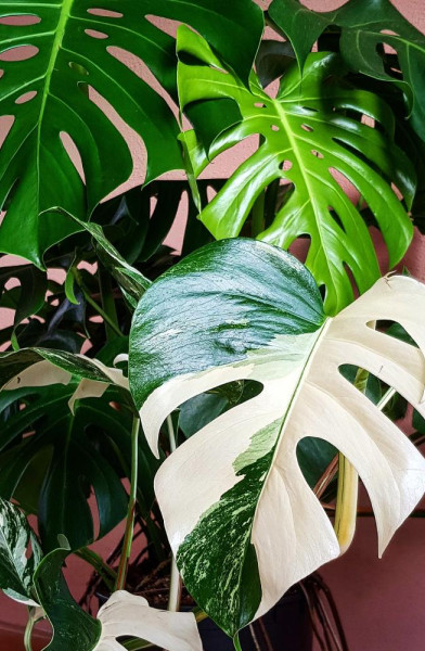 Monstera Mania