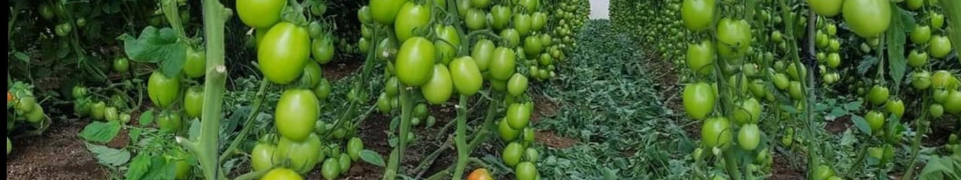 Background Agriculture Valley - Stiven Guzman