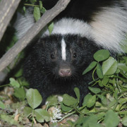 Boushskunk