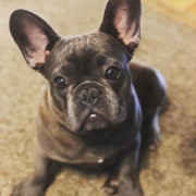 Yoda the frenchie