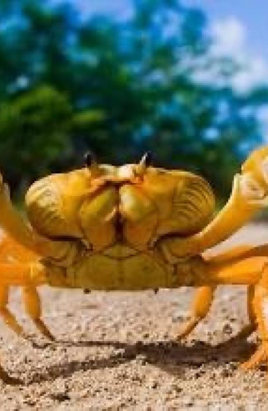 Leo The Crab ♋